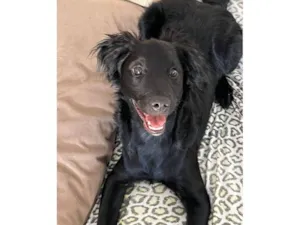 Cachorro raça SRD-ViraLata idade 2 a 6 meses nome Peeta