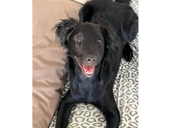 Cachorro raça SRD-ViraLata idade 2 a 6 meses nome Peeta