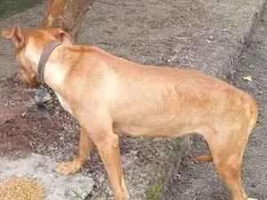 Cachorro raça SRD-ViraLata idade 7 a 11 meses nome Maia