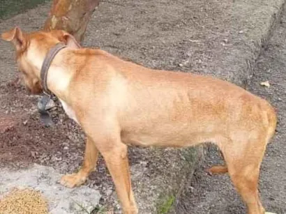 Cachorro raça SRD-ViraLata idade 7 a 11 meses nome Maia