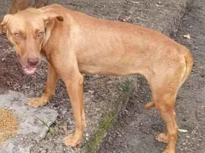 Cachorro raça SRD-ViraLata idade 7 a 11 meses nome Maia