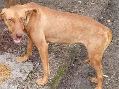 Cachorro raça SRD-ViraLata idade 7 a 11 meses nome Maia