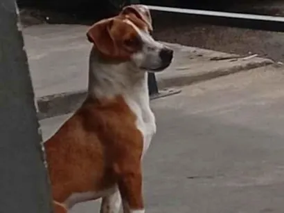 Cachorro raça SRD-ViraLata idade 1 ano nome Paçoca 