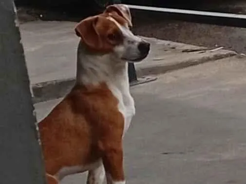 Cachorro raça SRD-ViraLata idade 1 ano nome Paçoca 