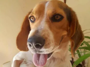 Cachorro raça Perdigueiro idade 2 anos nome Thor