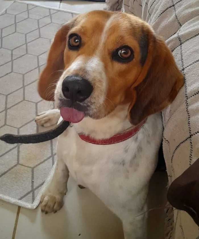 Cachorro raça Perdigueiro idade 2 anos nome Thor