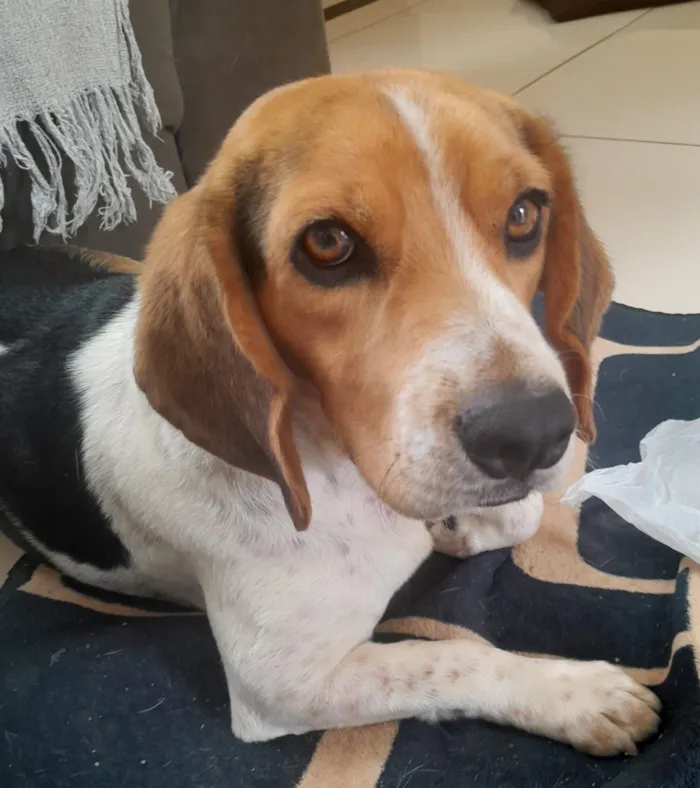 Cachorro raça Perdigueiro idade 2 anos nome Thor