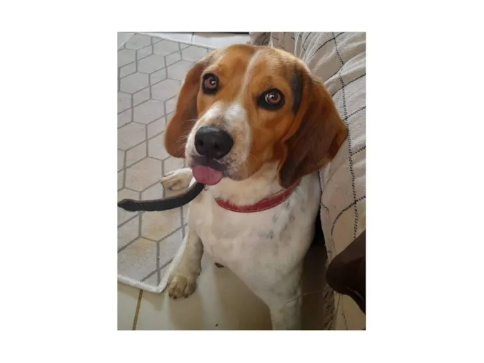 Cachorro raça Perdigueiro idade 2 anos nome Thor