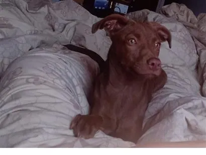 Cachorro raça Labrador idade 2 a 6 meses nome Nala