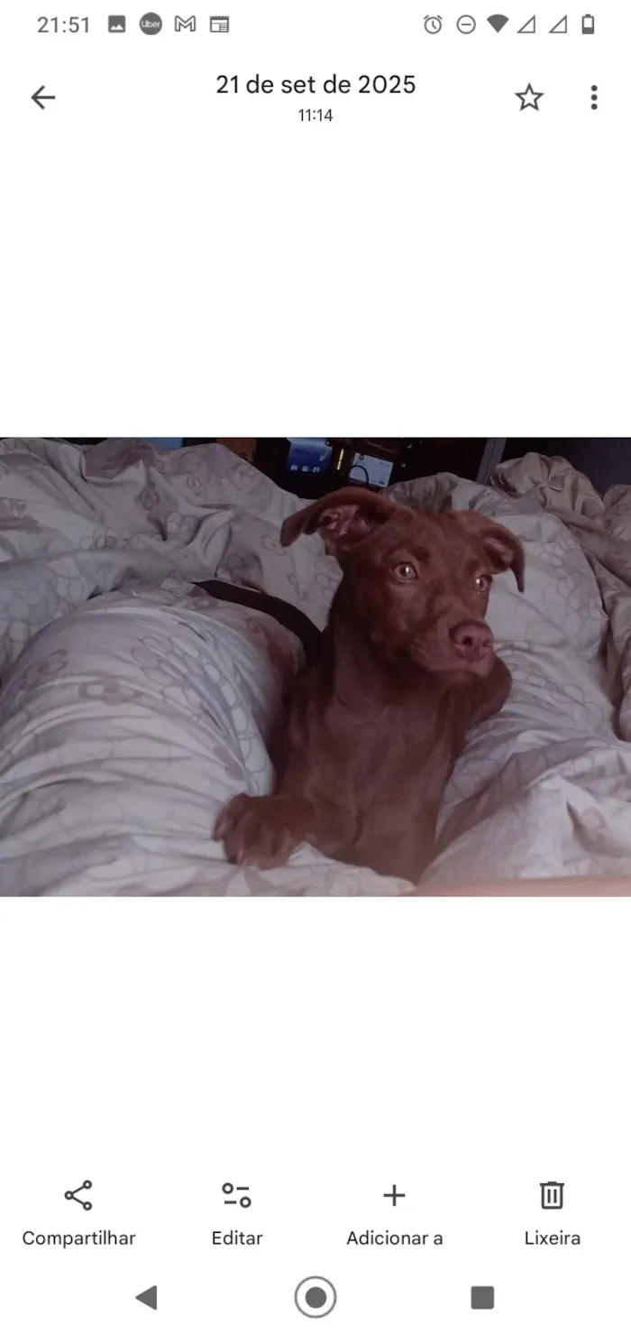 Cachorro raça Labrador idade 2 a 6 meses nome Nala