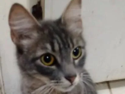 Gato raça SRD-ViraLata  idade 1 ano nome Shadon