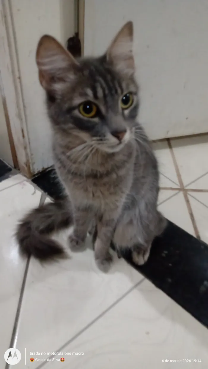 Gato raça SRD-ViraLata  idade 1 ano nome Shadon