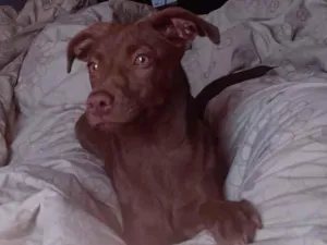 Cachorro raça Labrador idade 2 a 6 meses nome Nala