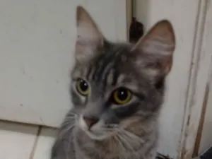 Gato raça SRD-ViraLata  idade 1 ano nome Shadon