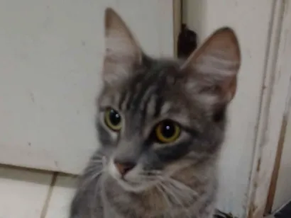 Gato raça SRD-ViraLata  idade 1 ano nome Shadon