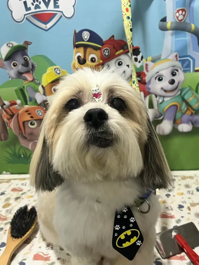 Cachorro raça Lhasa Apso idade 6 ou mais anos nome Tobi 