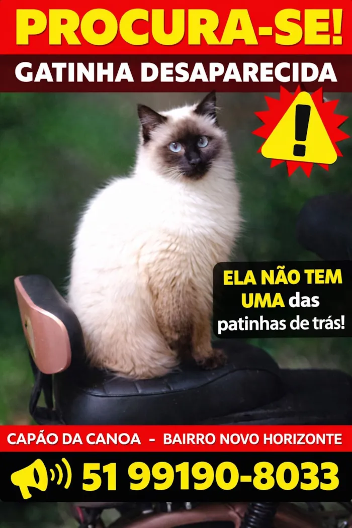 Gato raça Siamês idade 1 ano nome Lila 