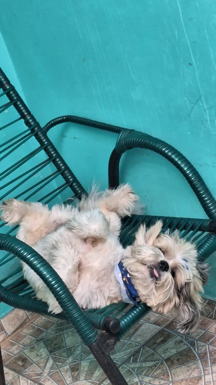 Cachorro raça Lhasa Apso idade 6 ou mais anos nome Tobi