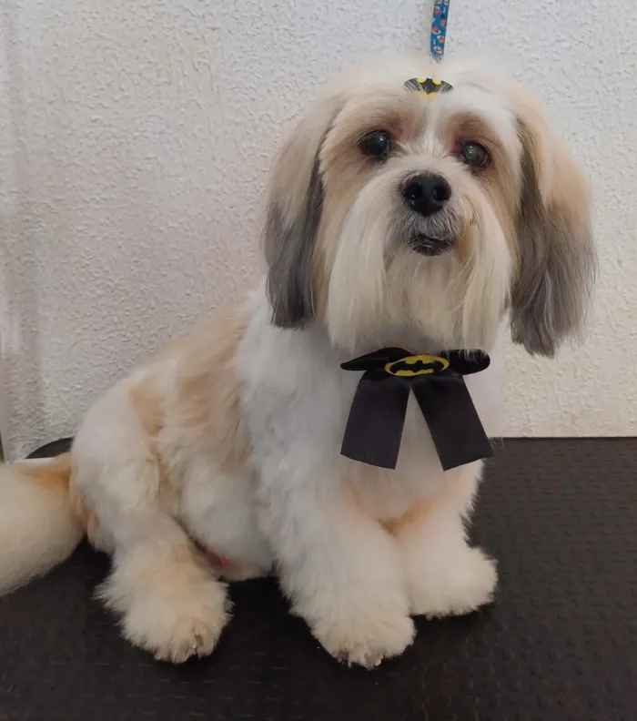 Cachorro raça Lhasa Apso idade 6 ou mais anos nome Tobi