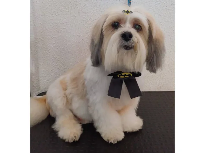 Cachorro raça Lhasa Apso idade 6 ou mais anos nome Tobi