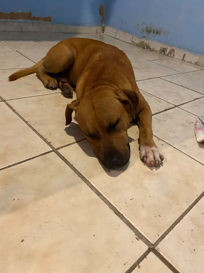 Cachorro raça Pit-Bull idade 4 anos nome Apollo