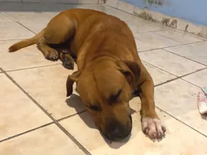 Cachorro raça Pit-Bull idade 4 anos nome Apollo