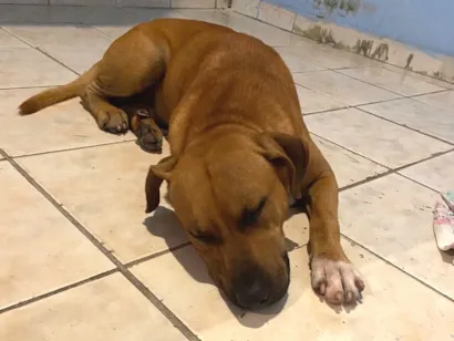 Cachorro raça Pit-Bull idade 4 anos nome Apollo