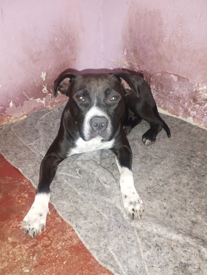 Cachorro raça Pit-Bull idade 4 anos nome Kiara