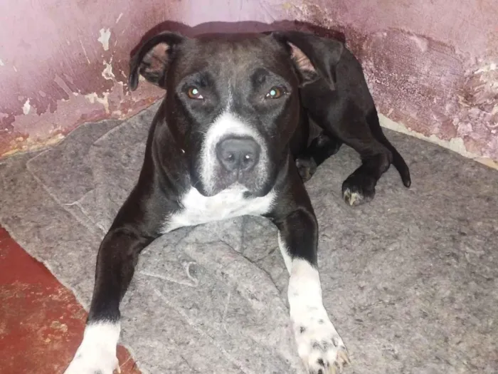 Cachorro raça Pit-Bull idade 4 anos nome Kiara