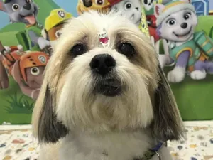 Cachorro raça Lhasa Apso idade 6 ou mais anos nome Tobi 