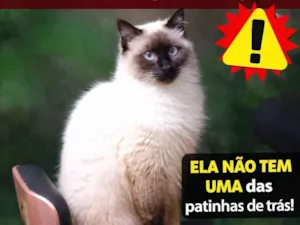 Gato raça Siamês idade 1 ano nome Lila 