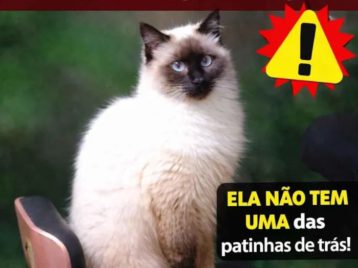Gato raça Siamês idade 1 ano nome Lila 