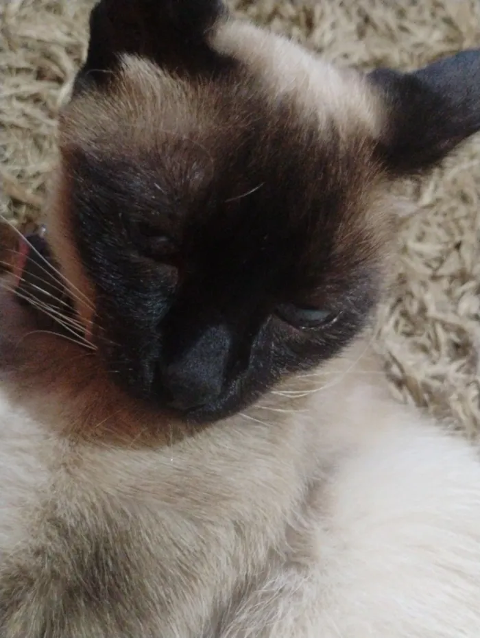 Gato raça Siamês idade 1 ano nome Flor 