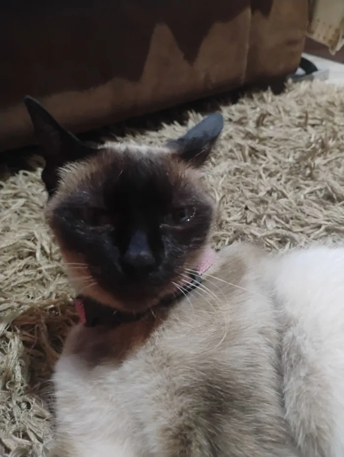 Gato raça Siamês idade 1 ano nome Flor 