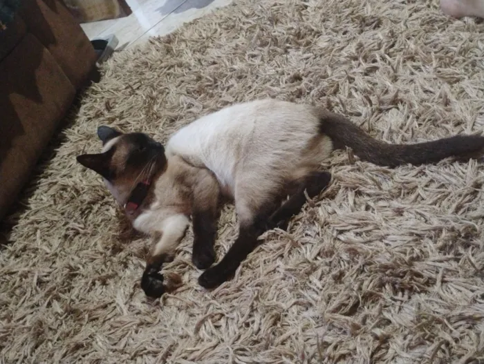Gato raça Siamês idade 1 ano nome Flor 