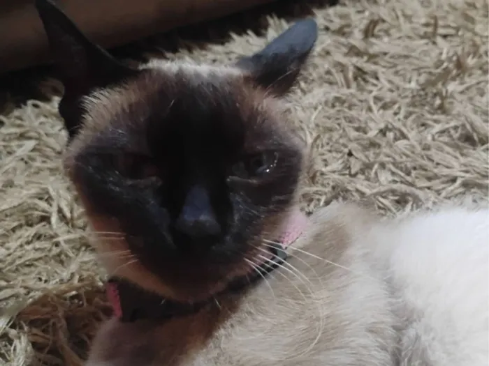 Gato raça Siamês idade 1 ano nome Flor 