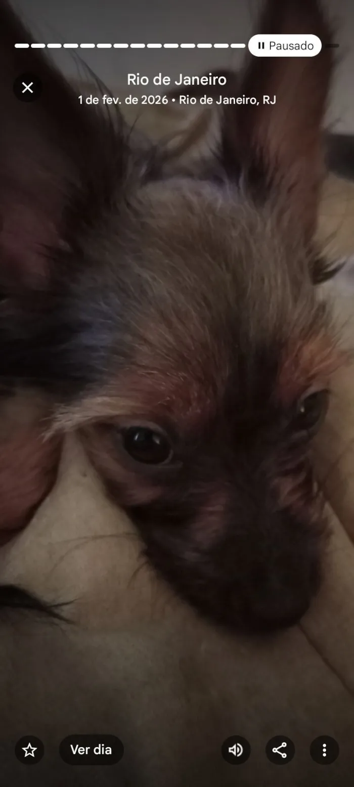 Cachorro raça SRD-ViraLata idade 2 a 6 meses nome Manu