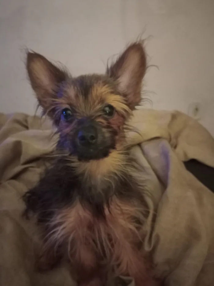 Cachorro raça SRD-ViraLata idade 2 a 6 meses nome Manu