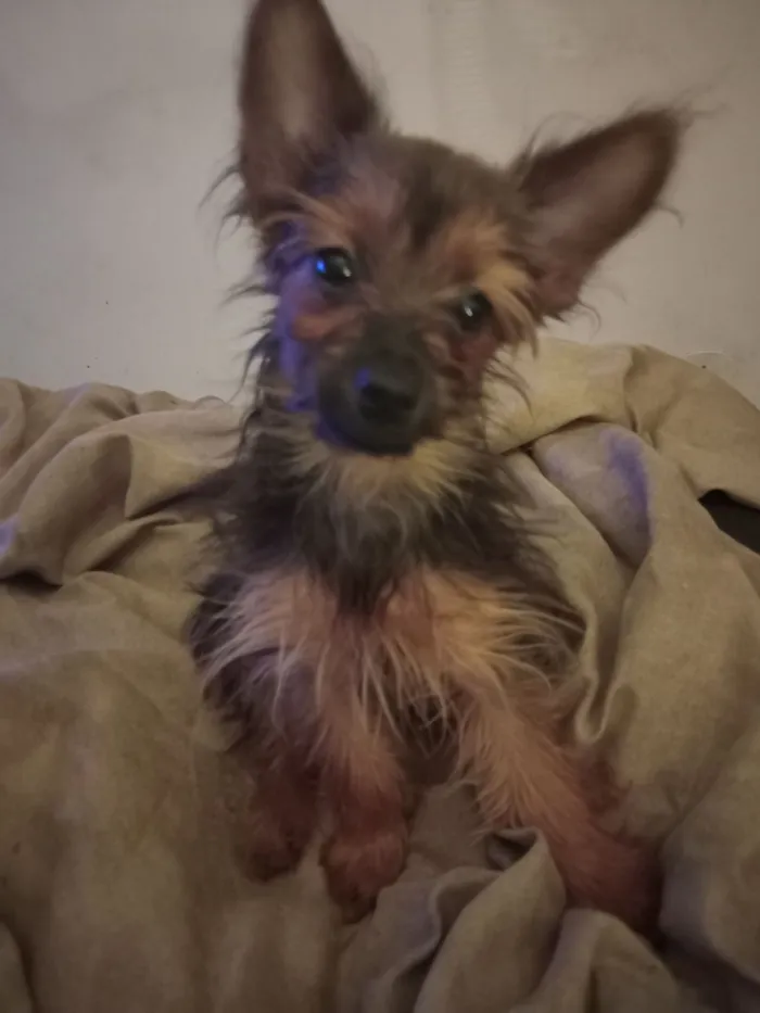 Cachorro raça SRD-ViraLata idade 2 a 6 meses nome Manu