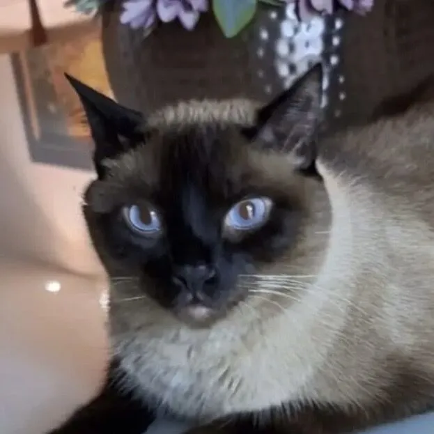 Gato raça Siamês idade 5 anos nome Luke 