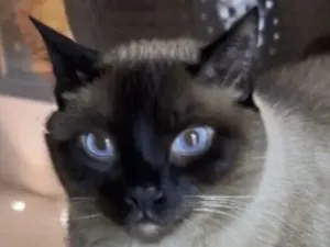 Gato raça Siamês idade 5 anos nome Luke 