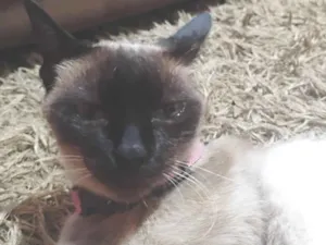 Gato raça Siamês idade 1 ano nome Flor 