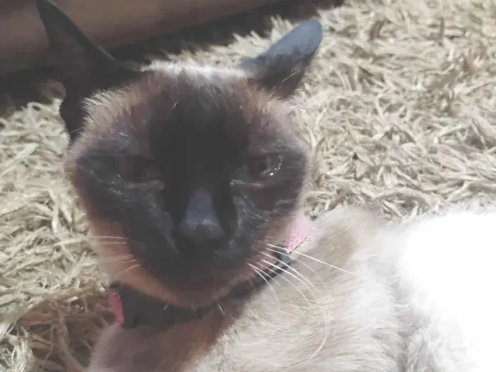 Gato raça Siamês idade 1 ano nome Flor 