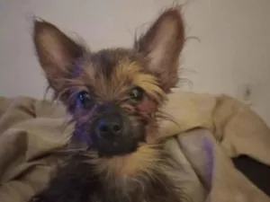 Cachorro raça SRD-ViraLata idade 2 a 6 meses nome Manu