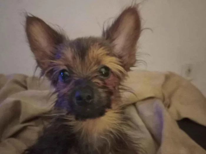 Cachorro raça SRD-ViraLata idade 2 a 6 meses nome Manu