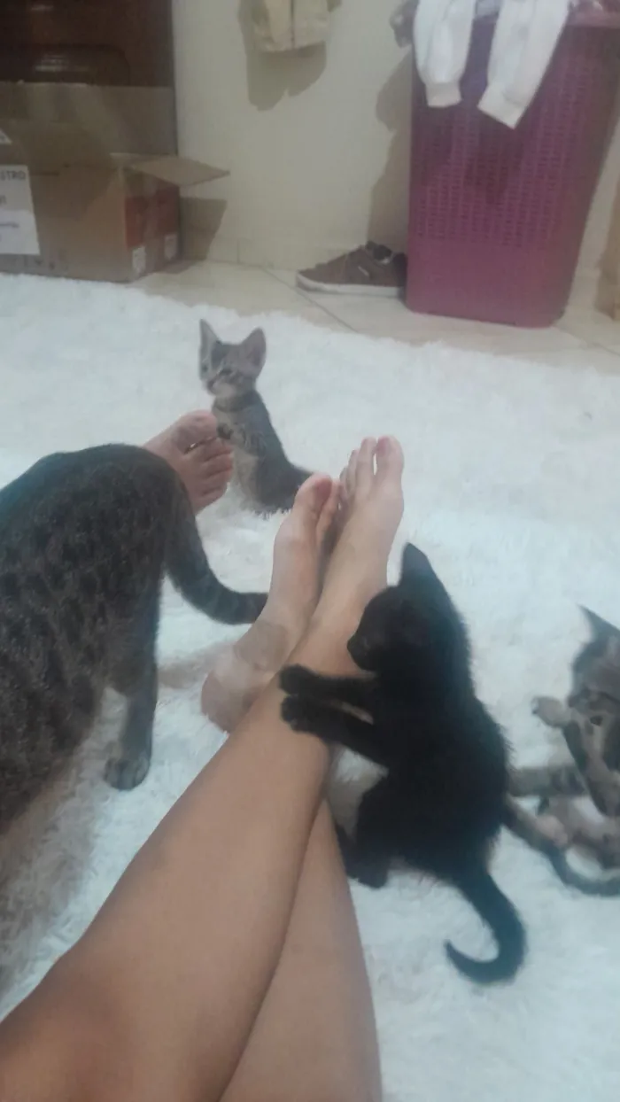Gato raça SRD-ViraLata idade 2 a 6 meses nome pupitos