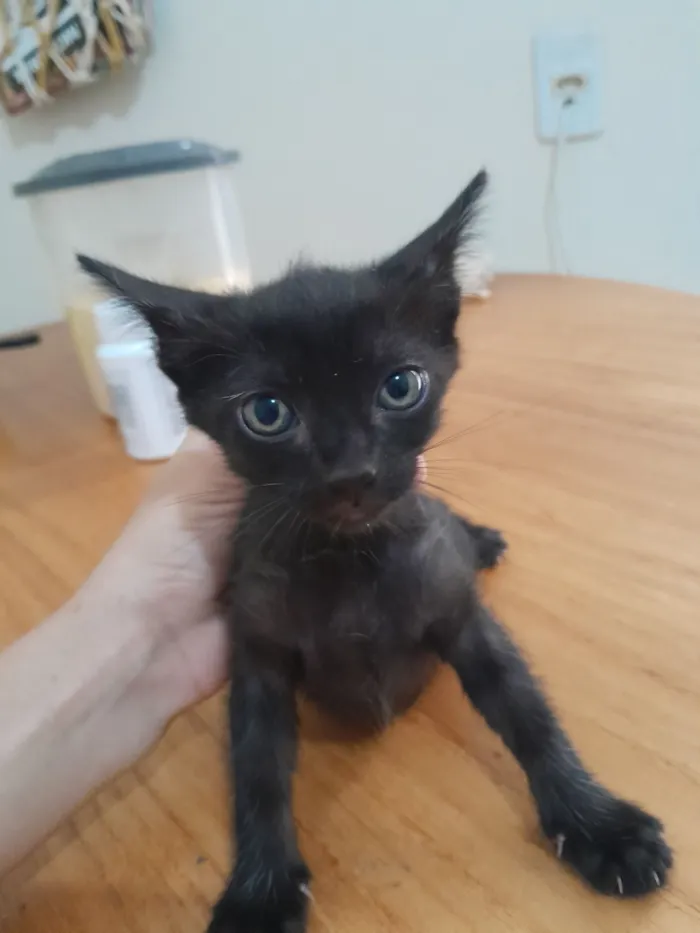 Gato raça SRD-ViraLata idade 2 a 6 meses nome pupitos