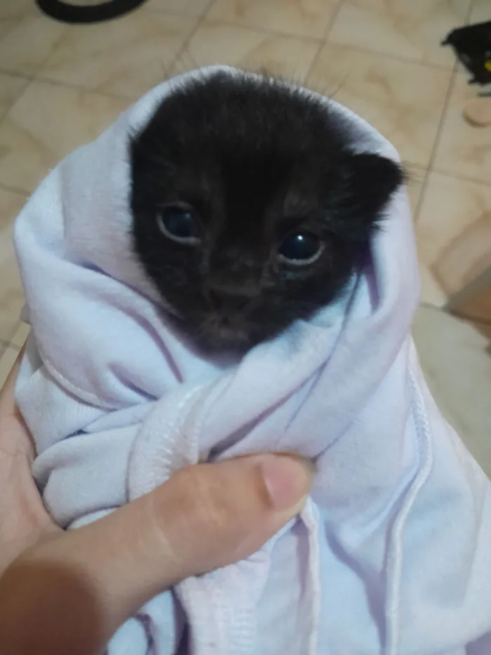 Gato raça SRD-ViraLata idade 2 a 6 meses nome pupitos