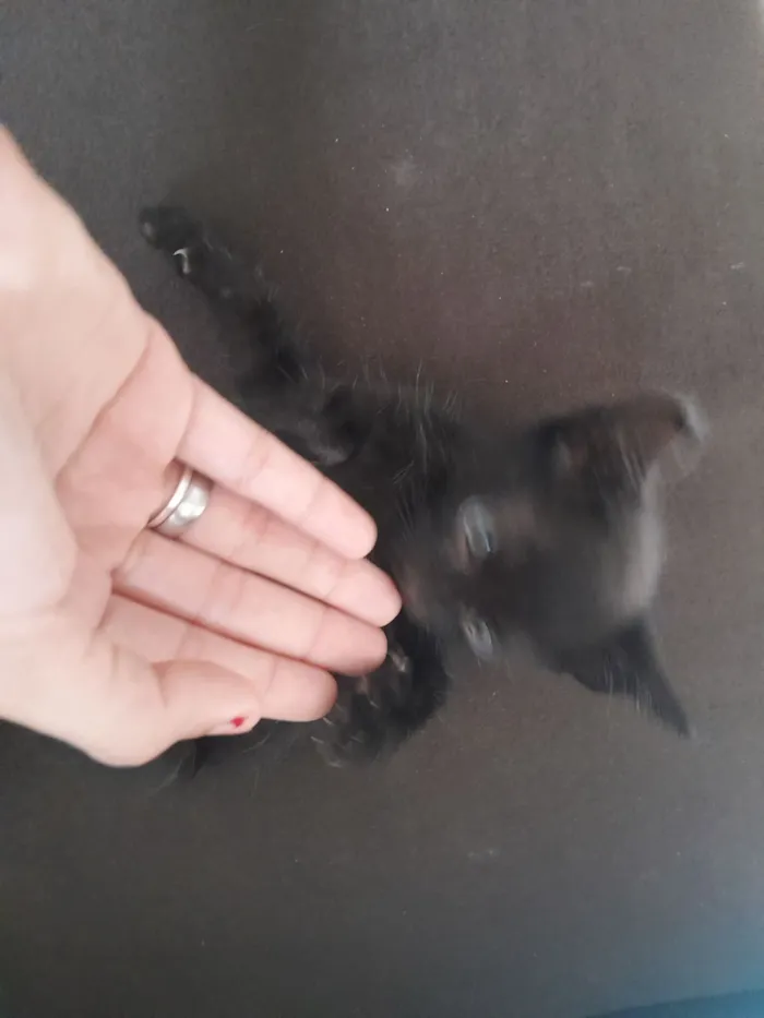 Gato raça SRD-ViraLata idade 2 a 6 meses nome pupitos