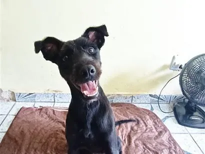 Cachorro raça SRD-ViraLata idade 7 a 11 meses nome Xico